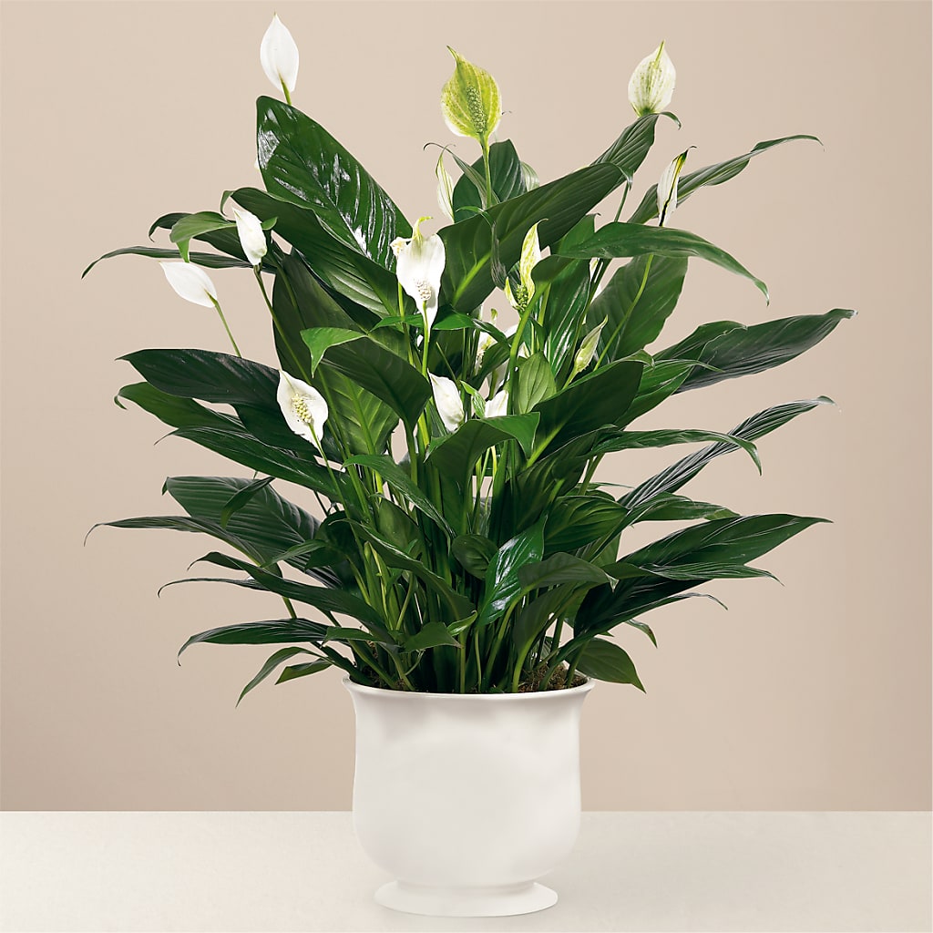 Comfort Planter – DW FLORALS & GIFTS OF SANTA FE, Santa Fe TX