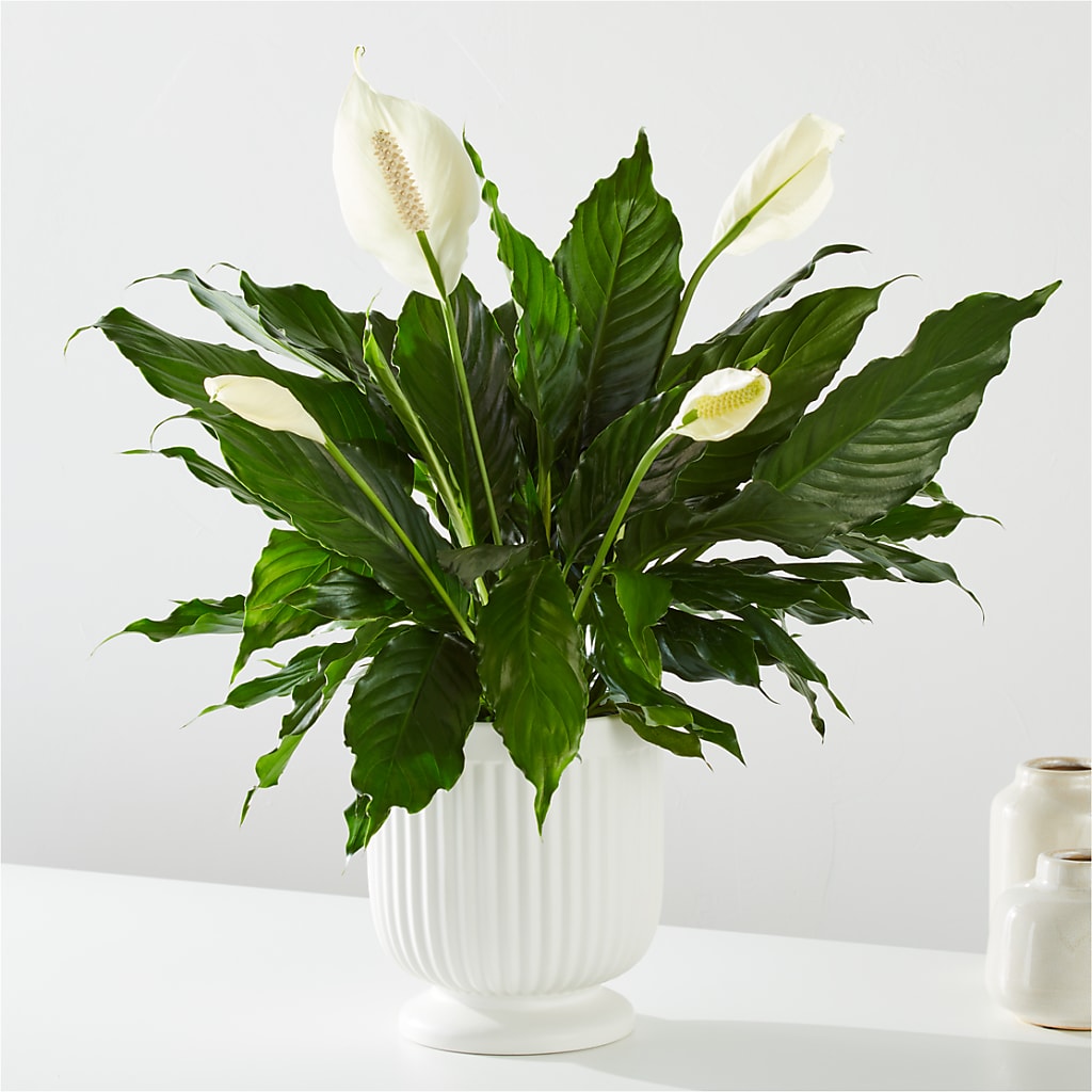 Comfort Planter – DW FLORALS & GIFTS OF SANTA FE, Santa Fe TX