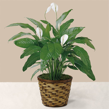 Tranquil Moments Peace Lily Plant – DW FLORALS & GIFTS OF SANTA FE, Santa Fe TX