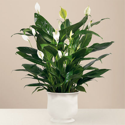 Comfort Planter – DW FLORALS & GIFTS OF SANTA FE, Santa Fe TX