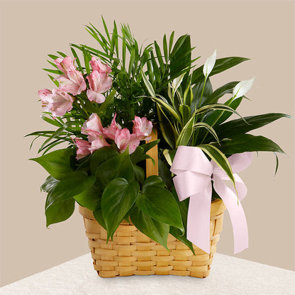 Living Spirit Dishgarden – DW FLORALS & GIFTS OF SANTA FE, Santa Fe TX