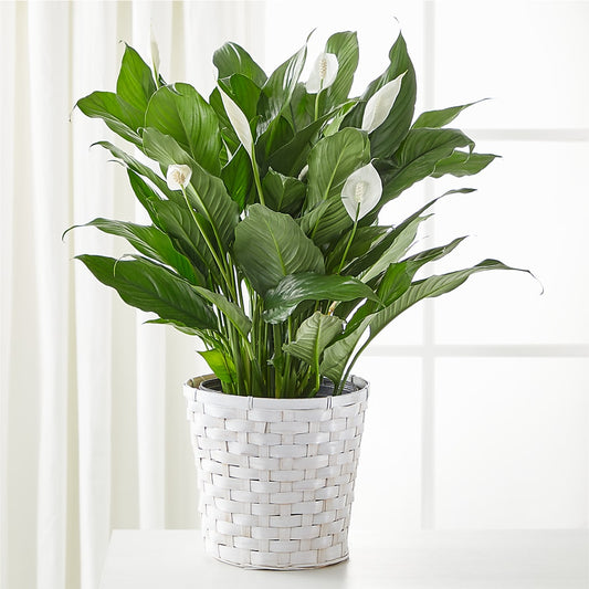 A New Leaf Peace Lily – DW FLORALS & GIFTS OF SANTA FE, Santa Fe TX
