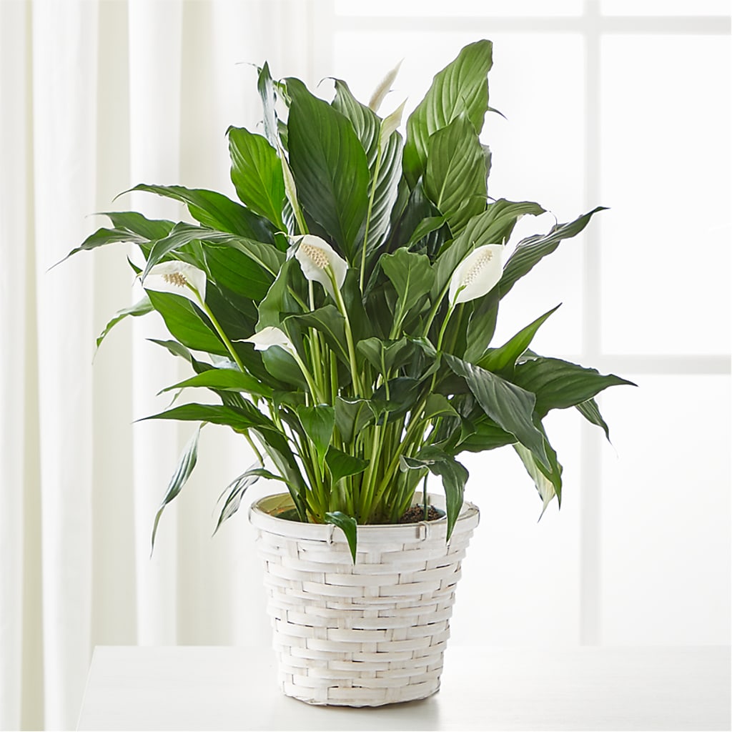 A New Leaf Peace Lily – DW FLORALS & GIFTS OF SANTA FE, Santa Fe TX
