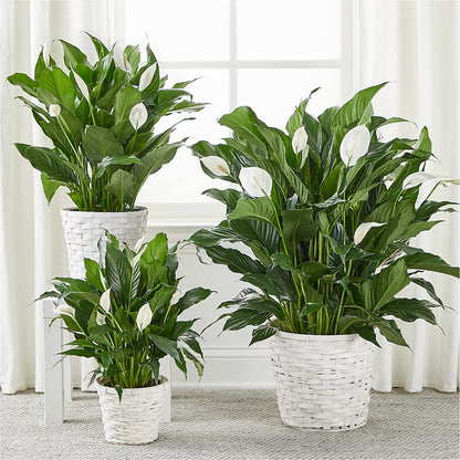 A New Leaf Peace Lily – DW FLORALS & GIFTS OF SANTA FE, Santa Fe TX