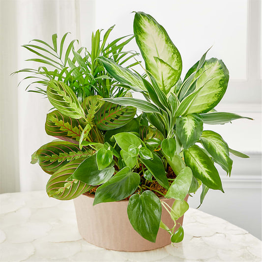 Balance & Harmony Dishgarden – DW FLORALS & GIFTS OF SANTA FE, Santa Fe TX