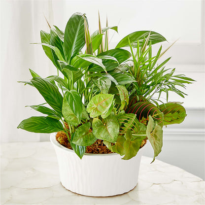 Balance & Harmony Dishgarden – DW FLORALS & GIFTS OF SANTA FE, Santa Fe TX