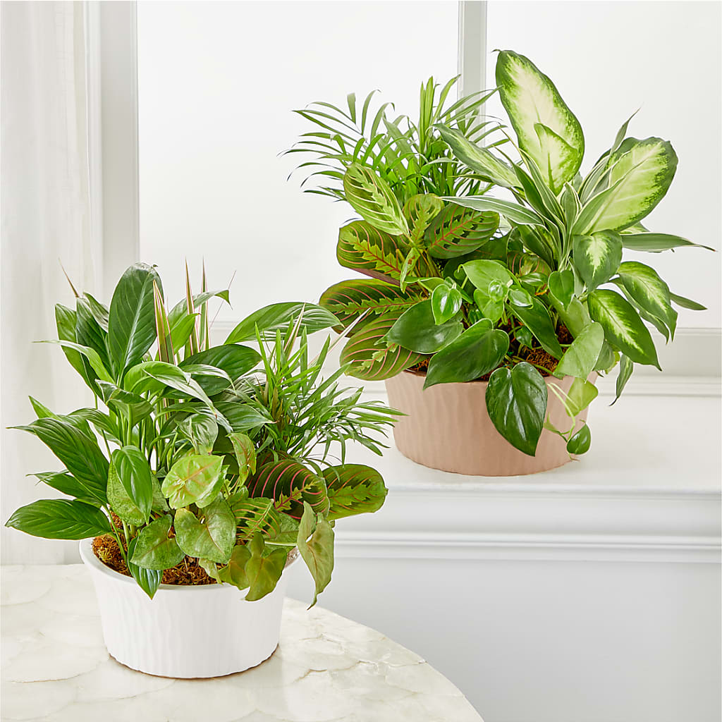 Balance & Harmony Dishgarden – DW FLORALS & GIFTS OF SANTA FE, Santa Fe TX